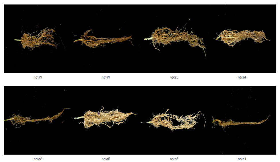 Análise real de nematoides em raízes de soja